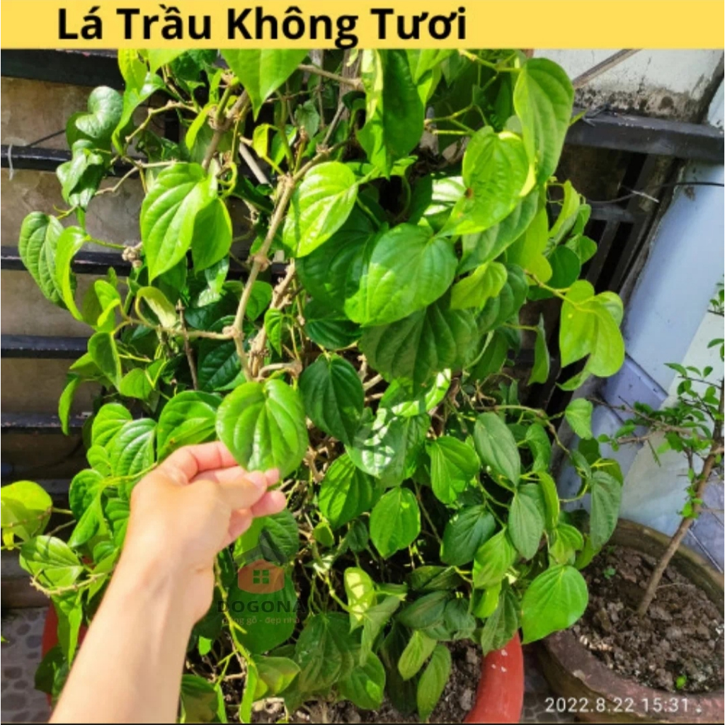 500 gram Lá Trầu Không Tươi - Dùng Xông Mắt, Xông Vùng Kín Cô Bé Rất Hiệu Quả.