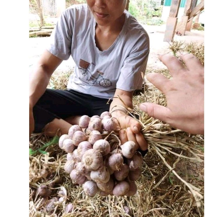 1kg Tỏi cô đơn Phủ Yên Sơn La mẩy size to (đăng lại)