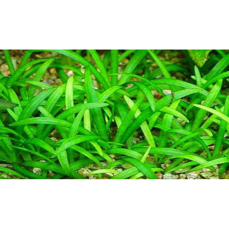 CÂY THÌA TIỂU THỦY SINH-20K/10 CÂY