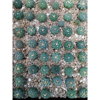 Xương Rồng Aster Size 3-3.5cm (Gieo hạt Thái)