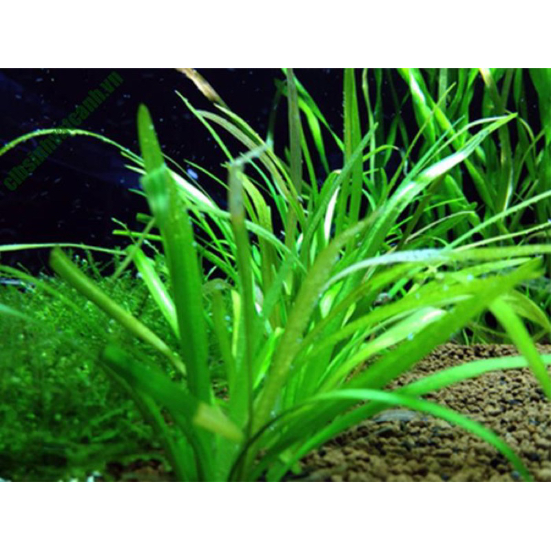 CÂY THÌA TIỂU THỦY SINH-20K/10 CÂY