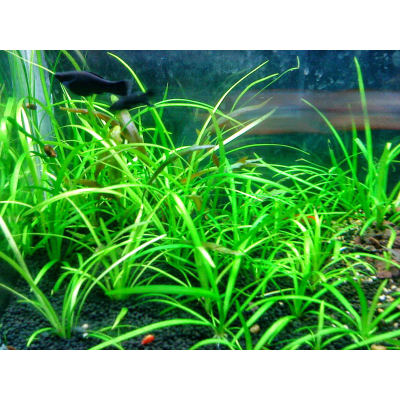 CÂY THÌA TIỂU THỦY SINH-20K/10 CÂY