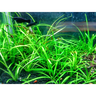 CÂY THÌA TIỂU ( CỎ THÌA )THỦY SINH-40K/10 CÂY