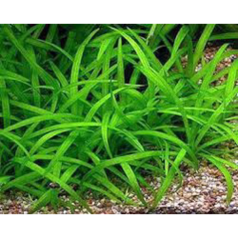 CÂY THÌA TIỂU THỦY SINH-20K/10 CÂY