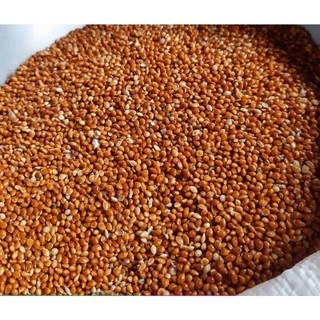 1Kg Hạt kê bóng Hạt to cho chim Cu gáy, Gà kiểng