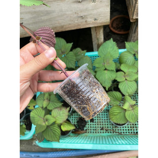 cây giống tía tô