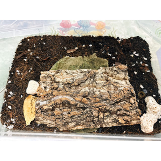 Cork Bark ( vỏ cây )  dành cho Isopod , Nhện , Rết