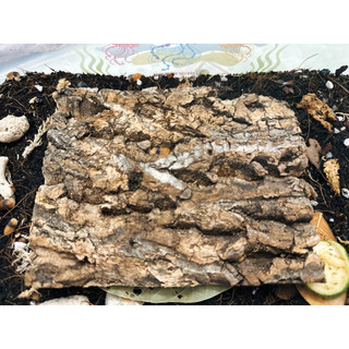 Cork Bark ( vỏ cây )  dành cho Isopod , Nhện , Rết