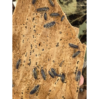 Cork Bark ( vỏ cây )  dành cho Isopod , Nhện , Rết
