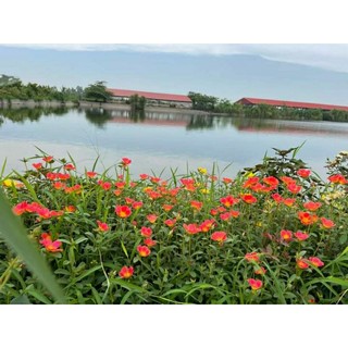 10 nhánh tươi hoa mười giờ