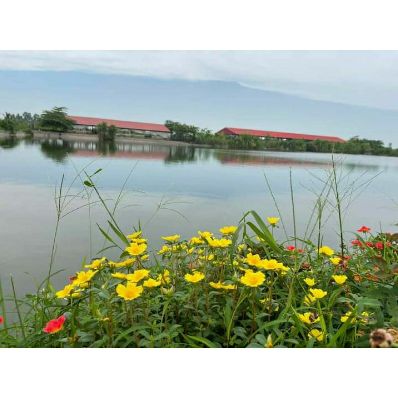 10 nhánh tươi hoa mười giờ