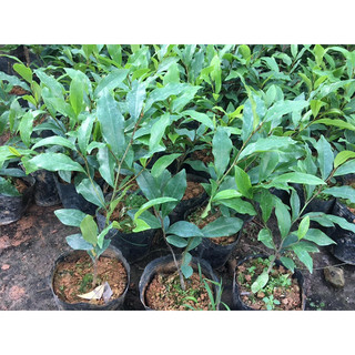 cây giống hoa lan tiêu