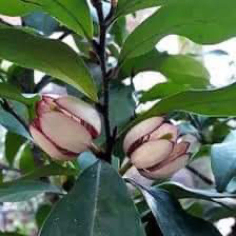 cây giống hoa lan tiêu