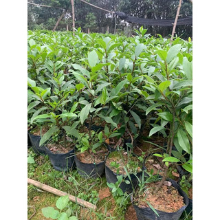 cây giống hoa lan tiêu