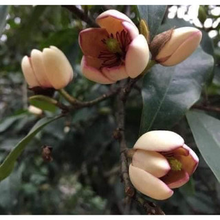 cây giống hoa lan tiêu