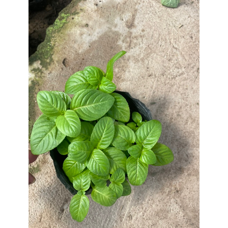 Chậu quế vị / cây xá xị