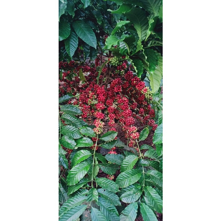 Cây giống cà phê ghép