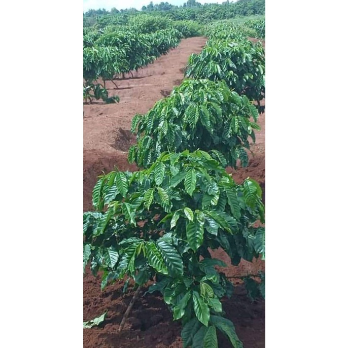Cây giống cà phê ghép