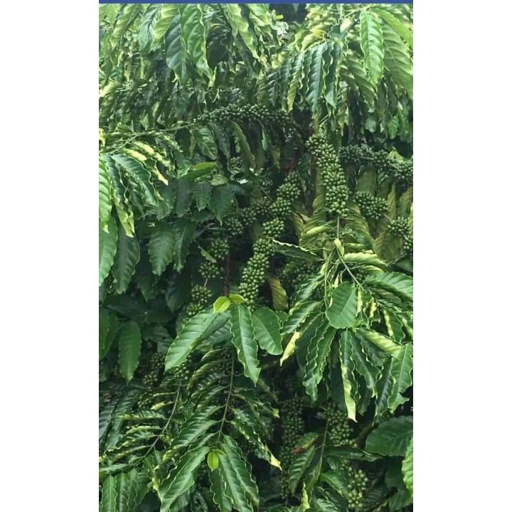 Cây giống cà phê ghép