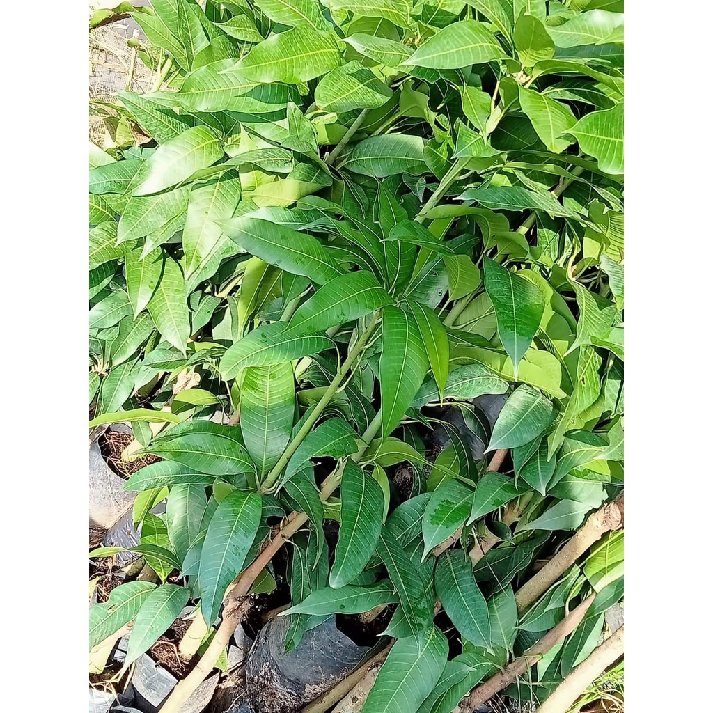 Cấy giống Xoài Keo CamPuchia.