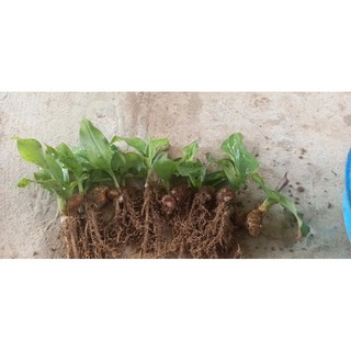 30 cây, củ địa liền giống
