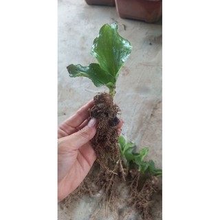 5 cây, củ địa liền giống