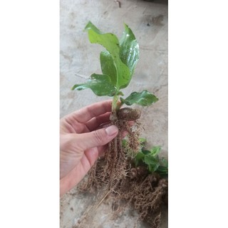 30 cây, củ địa liền giống