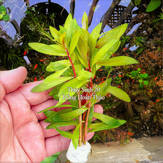 Hồng Hoàn Thảo cây thủy sinh Lá Cạn