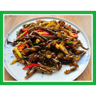 TẢO XOẮN CHI LÊ
