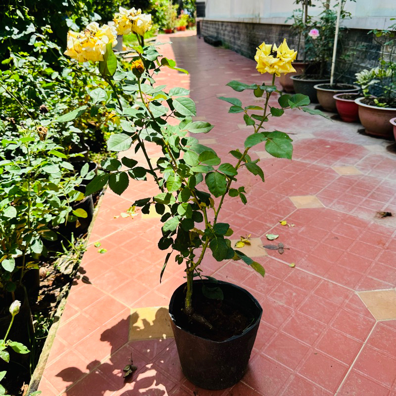 Hoa hồng Amber Rose - hồng bụi, màu vàng, hoa khá to