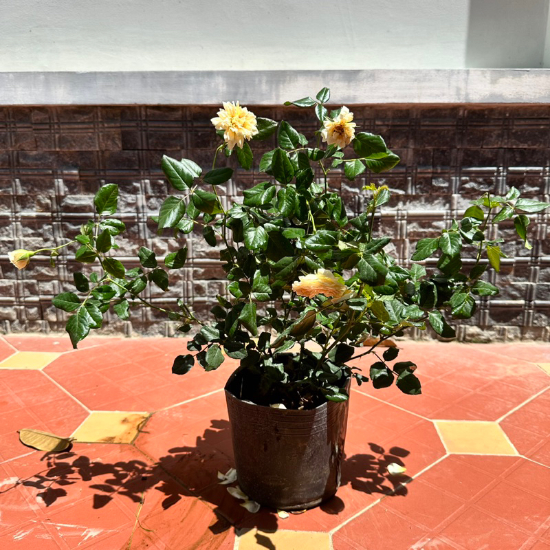 Hoa hồng leo Masora rose – Hoa hồng vàng mơ, thời tiết nóng hoa ngã vàng nhiều hơn