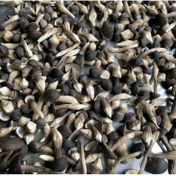 Nấm Mối Đen Sấy Thăng Hoa - Nấm Hữu Cơ 100g