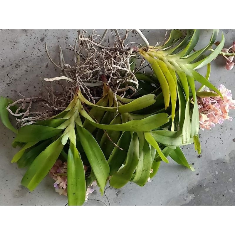 1cây lan Giáng Hương hoa thơm