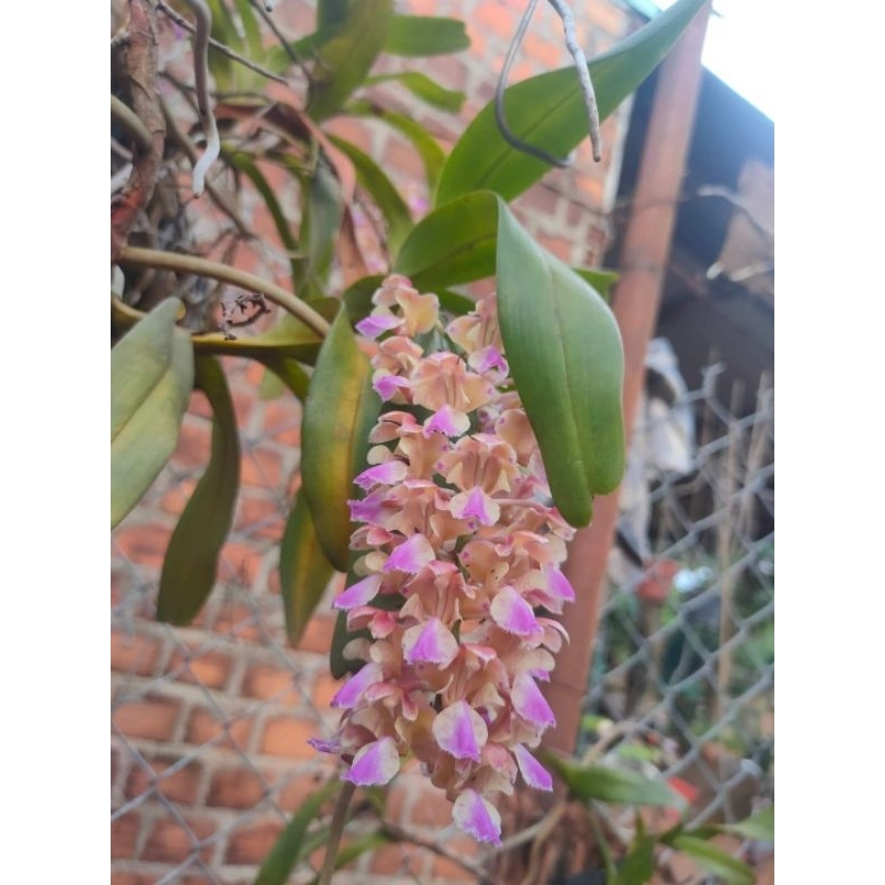 1cây lan Giáng Hương hoa thơm