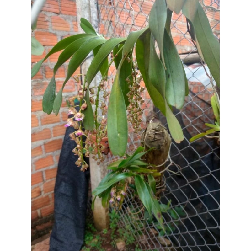 1cây lan Giáng Hương hoa thơm