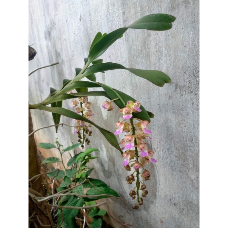 1cây lan Giáng Hương hoa thơm