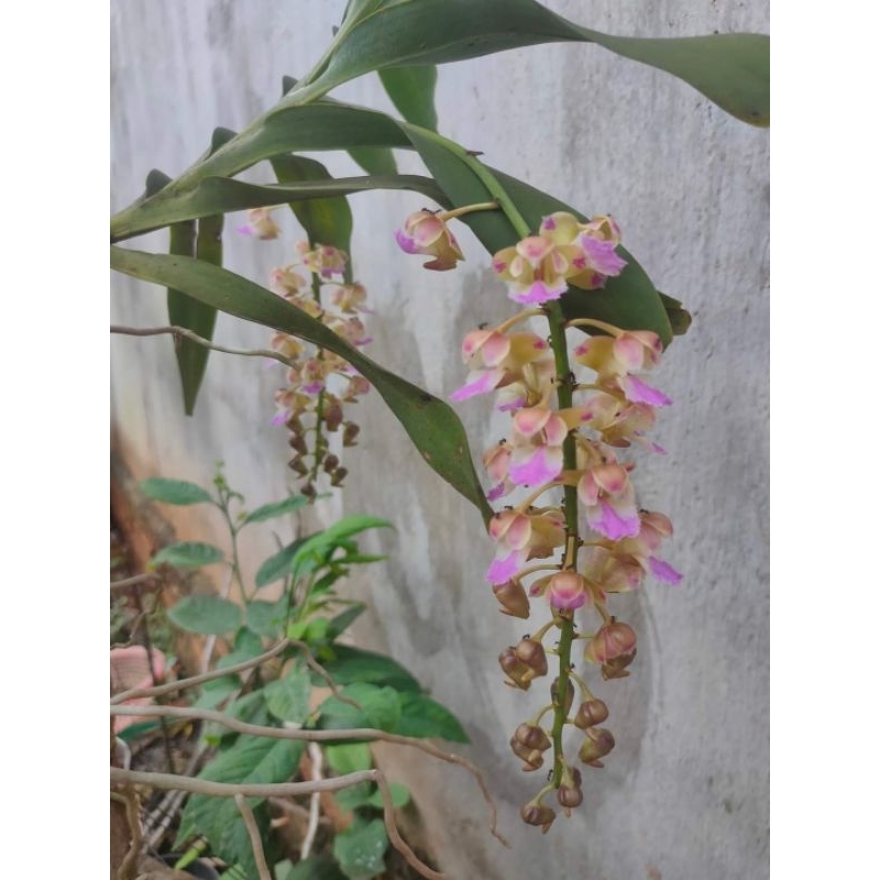 1cây lan Giáng Hương hoa thơm