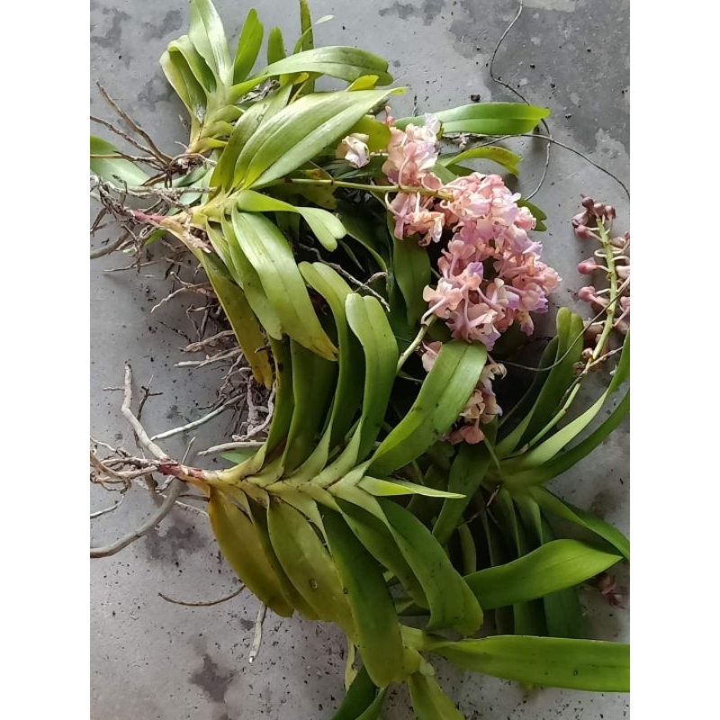 1cây lan Giáng Hương hoa thơm