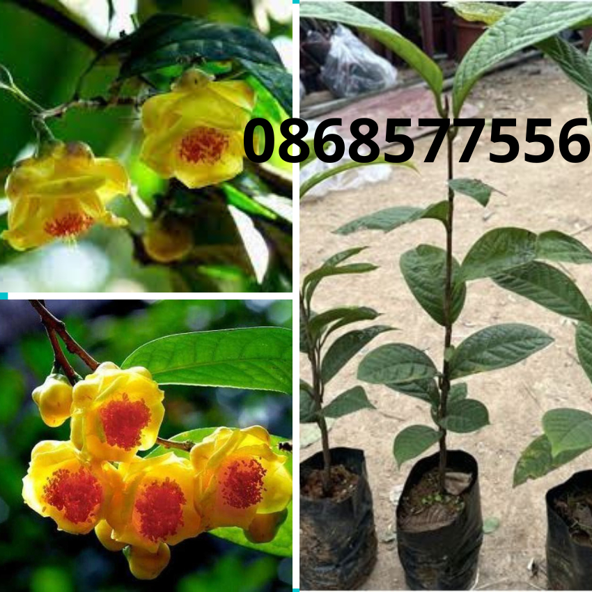 COMBO 5 CÂY GIỐNG TRÀ HOA VÀNG , CÂY CAO 30-35CM CÂY DƯỢC LIỆU VỪA LÀM CẢNH VỪA CÓ TRÀ UỐNG