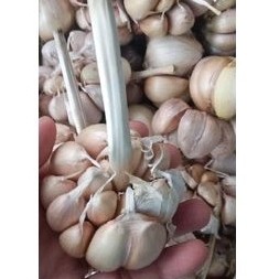 Tỏi củ to - thơm - tép to
