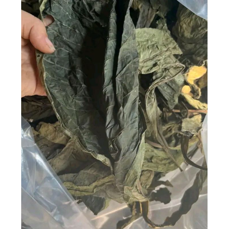 Lá khôi nhung, khôi tía khô