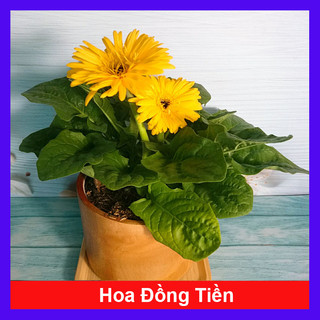 Cây Hoa Đồng Tiền Lùn Siêu Nụ Nhiều Màu Tùy Chọn (Đã có nụ và hoa)