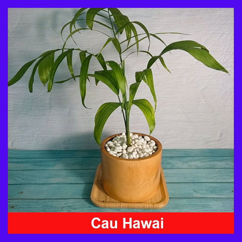 Cây Cau Hawai - cây cảnh trong nhà