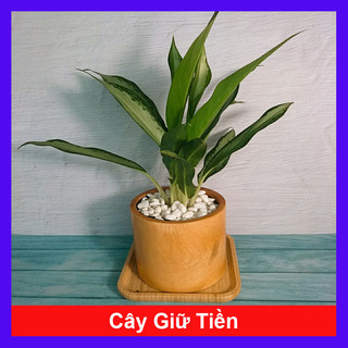 Cây Giữ Tiền - Cây cảnh phong thủy trang trí