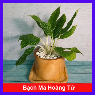 Cây Bạch Mã Hoàng Tử - Cây cảnh trong nhà