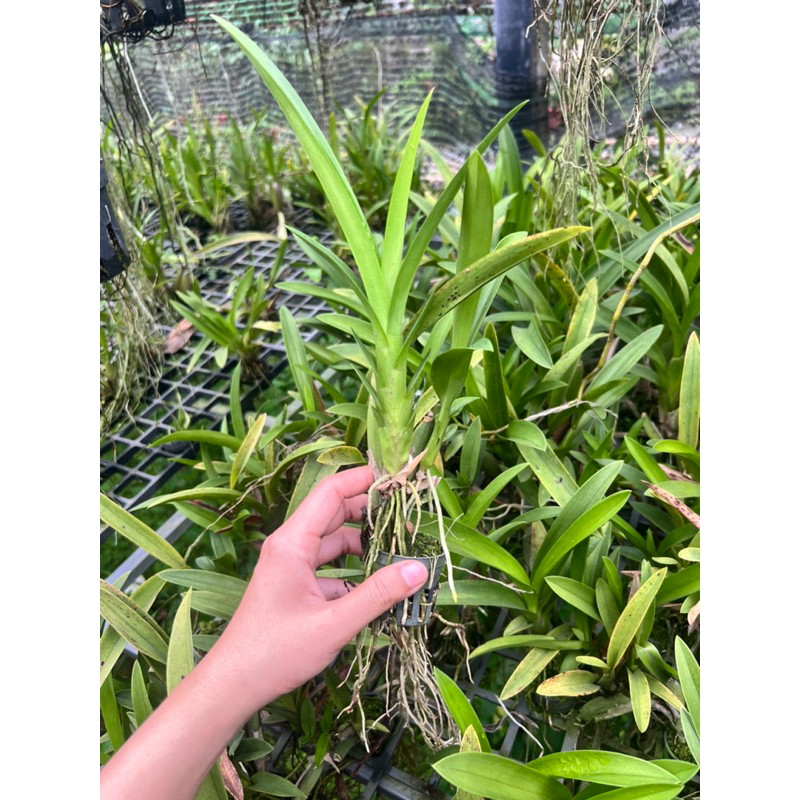 Vũ Nữ Nhện Xanh cây con