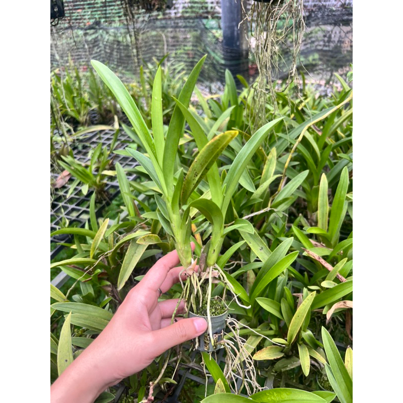 Vũ Nữ Nhện Xanh cây con