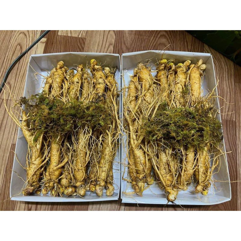 NHÂN SÂM HẦM GÀ 18-35 CỦ 1KG