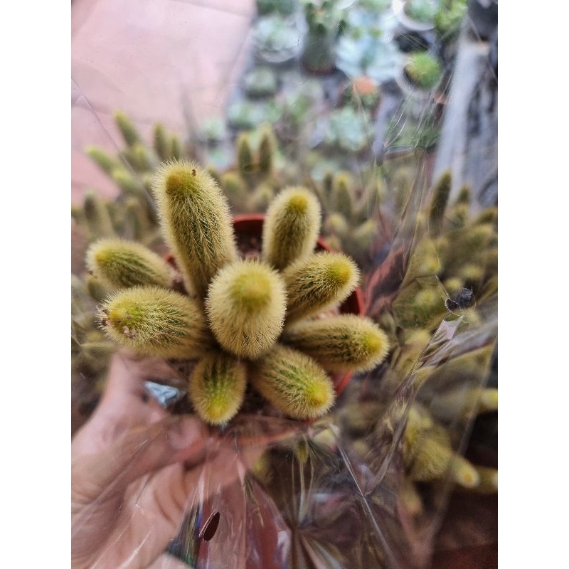 Xương rồng cáo vàng
