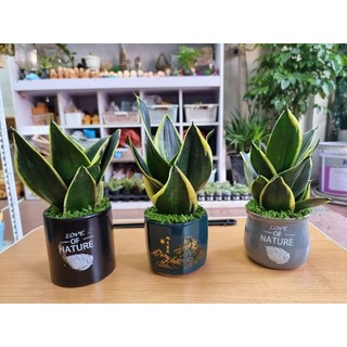 Cây lưỡi hổ để bàn